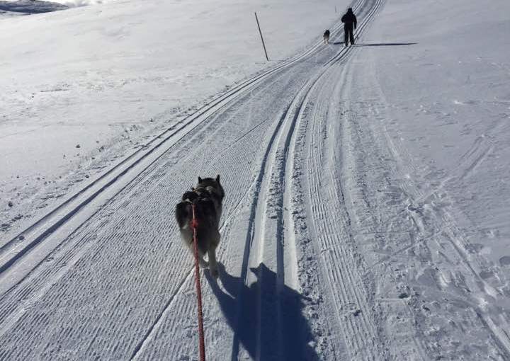 Hallingnatten (1314 moh)