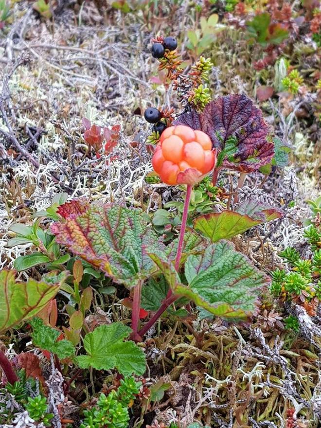 21191870_1798455603500800_4859612985393320886_n