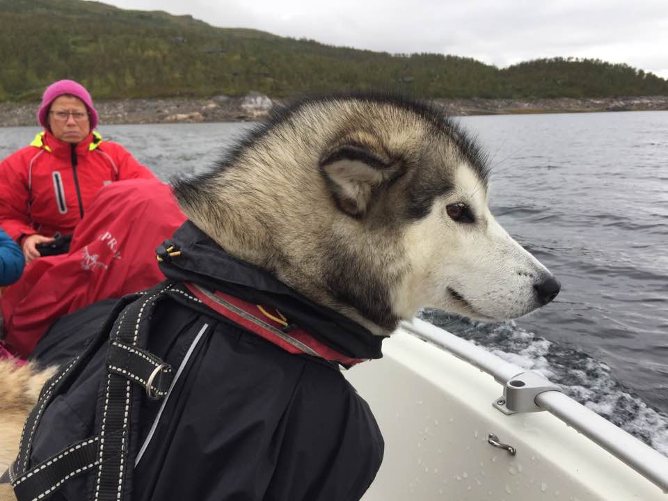 21369220_10213850738490965_7187428519250083893_n