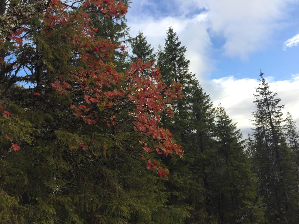 22449876_10214191942260846_2053057692889654991_n