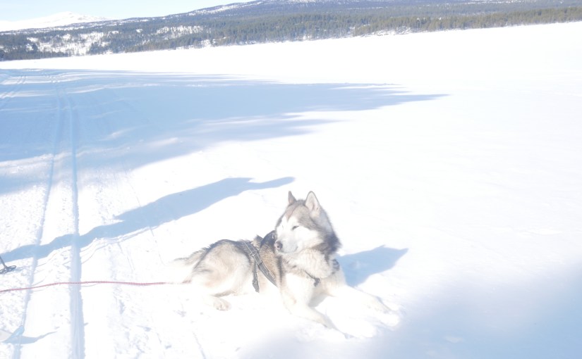 Dag 37: Påskekos på&nbsp;Savalen