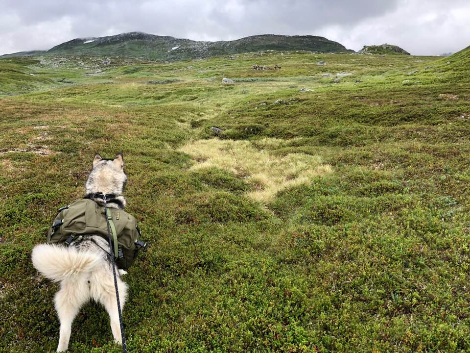 37797071_10216452916383786_2644484511735218176_n