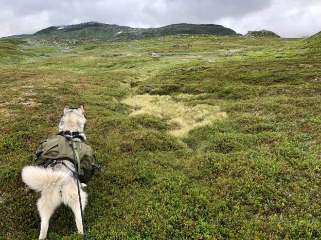 37797071_10216452916383786_2644484511735218176_n