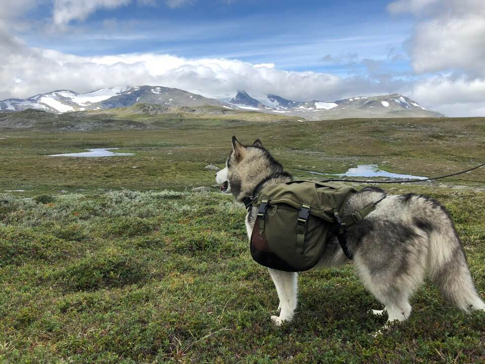 37880764_10216452917463813_7724964166116573184_n