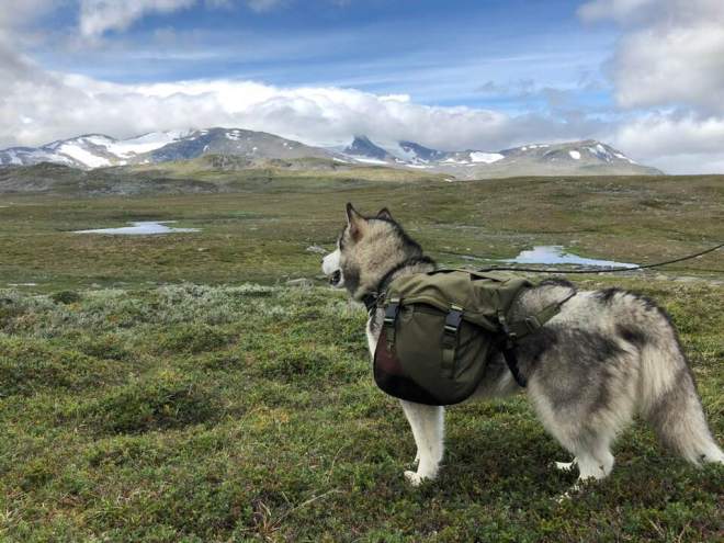 37880764_10216452917463813_7724964166116573184_n