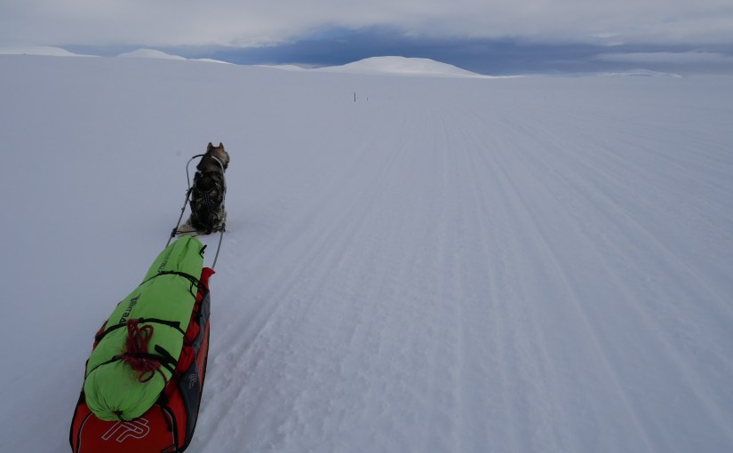 Dag 107: Fra Bojobæski til&nbsp;Skoganvarre