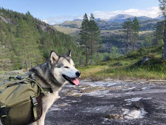 67849350_10219446523222086_5669511720125595648_n