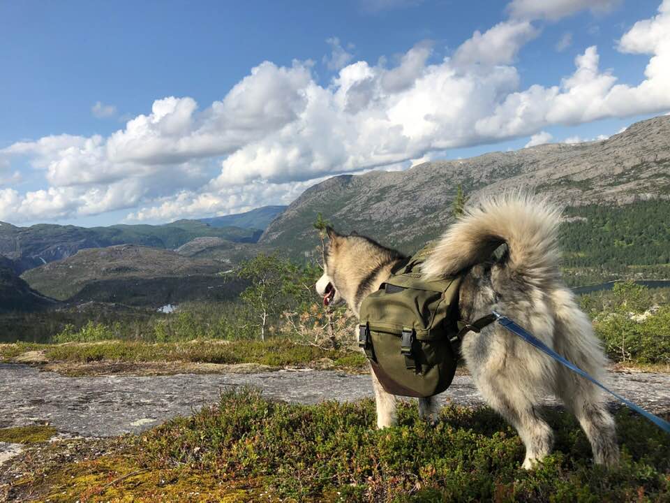 67945092_10219446525222136_5044292012291915776_n