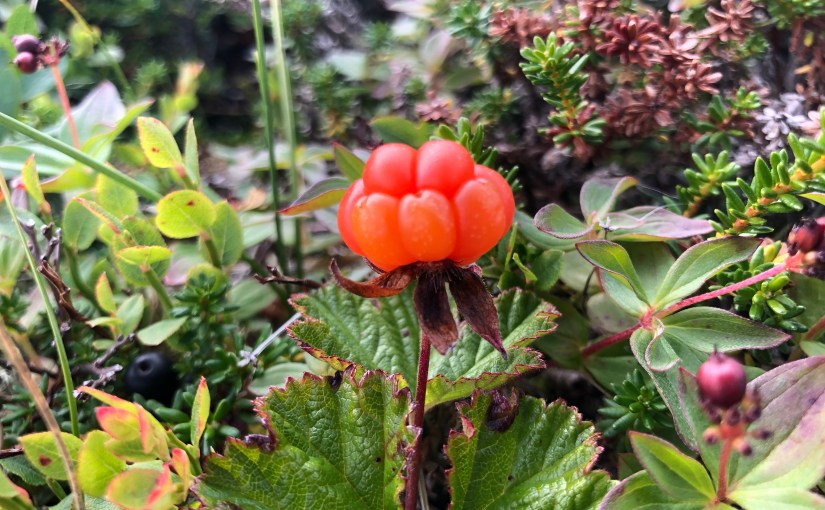 E1 dag 9:&nbsp;Bastingammen