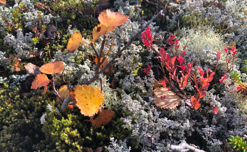 E1 dag 21: Madam Bongos&nbsp;fjellstue