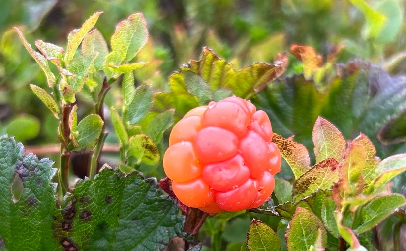 E1 dag 72: Våt dag fra Virmavatnet til&nbsp;Namsvatnet