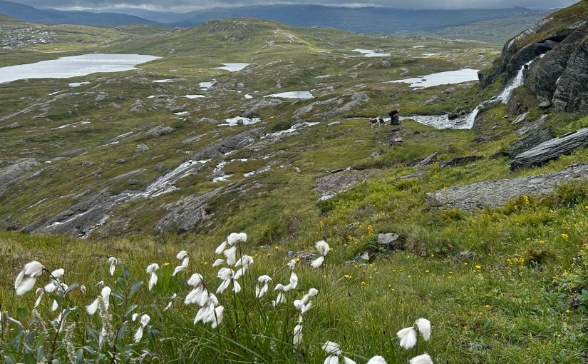 E1 dag 75: Lett tur fra Skorovatn til&nbsp;Finnkruhøtta