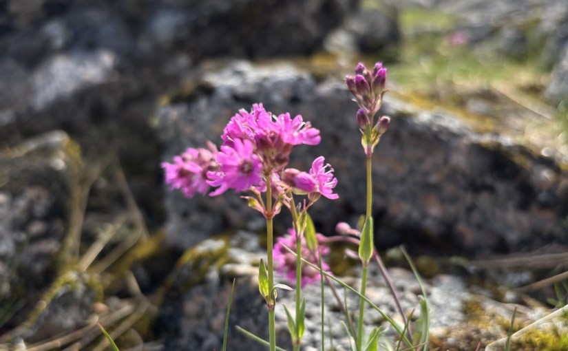 Snøtinden og trekanten på Hinnøya – en perle i&nbsp;Vesterålen