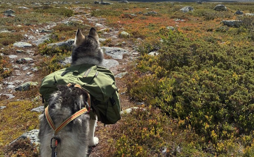 Dagetappe 101: Flott dag fra Svukuriset til&nbsp;Grövelsjön